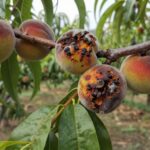 Brunatna zgnilizna drzew pestkowych – objawy i zwalczanie