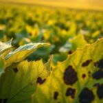 Czerń krzyżowych – objawy i zwalczanie