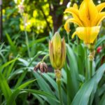 Dlaczego liliowce nie kwitną – najczęstsze przyczyny