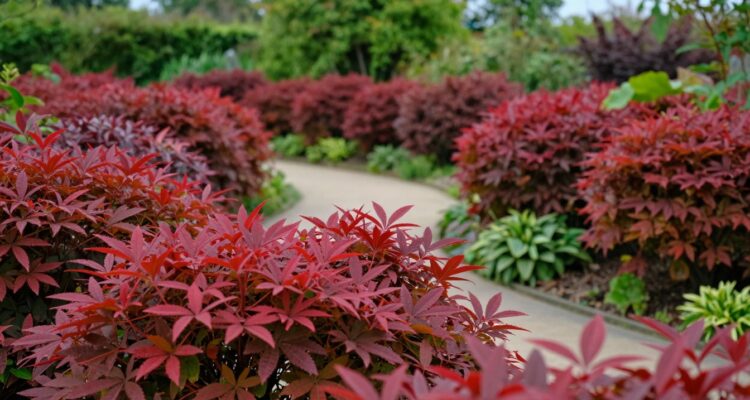 Krzewy z czerwonymi liśćmi